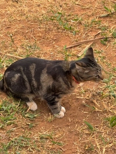 Casa, 4 quartos, 228 m² - Foto 2