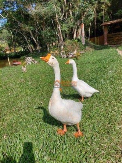 Chácara, 4 quartos, 7 hectares - Foto 4