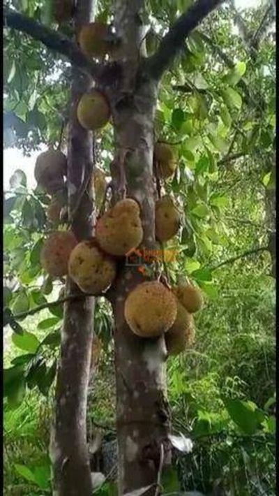 Terreno, 3500 m² - Foto 2