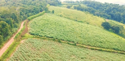 Sítio, 2 hectares - Foto 3