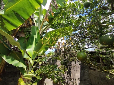 Chácara, 3 quartos, 1000 m² - Foto 4