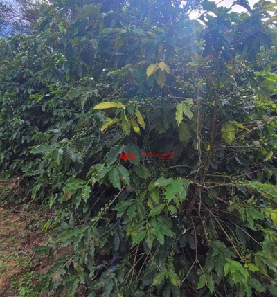 Sítio, 2 quartos, 5 hectares - Foto 3