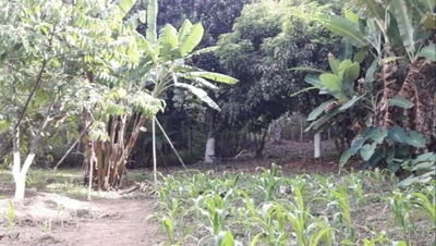 Sítio, 3 quartos, 3 hectares - Foto 1