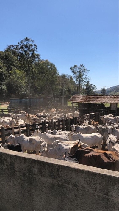 Fazenda-Sítio-Chácara, 484 hectares - Foto 5