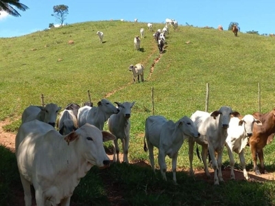 Terreno, 12 hectares - Foto 5