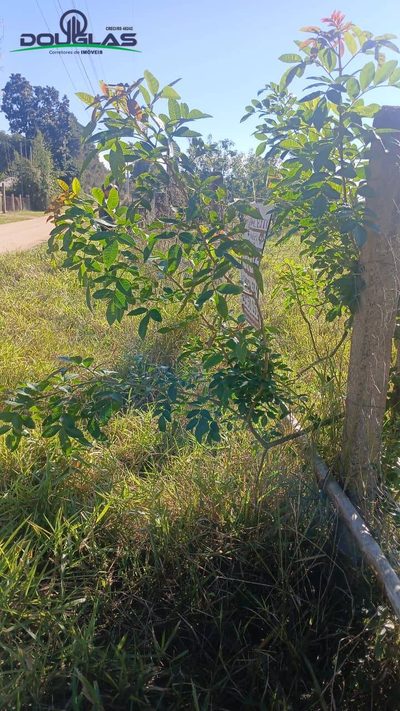 Terreno - Foto 2