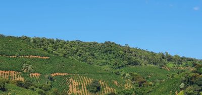 Fazenda, 216 hectares - Foto 4