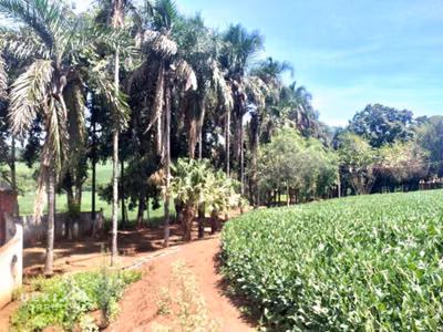 Fazenda, 169 hectares - Foto 1
