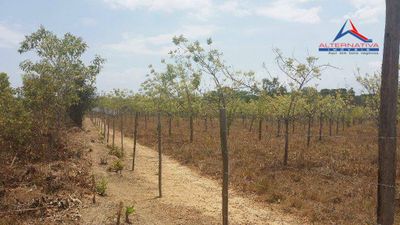 Terreno, 10 hectares - Foto 5