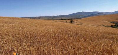 Fazenda, 650 hectares - Foto 5