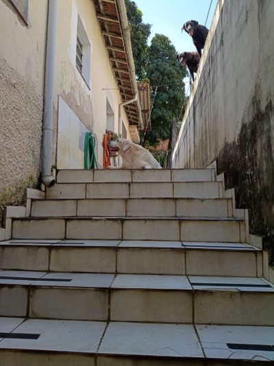 Casa, 2 quartos, 236 m² - Foto 4