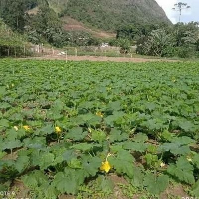 Sítio, 10000 m² - Foto 3