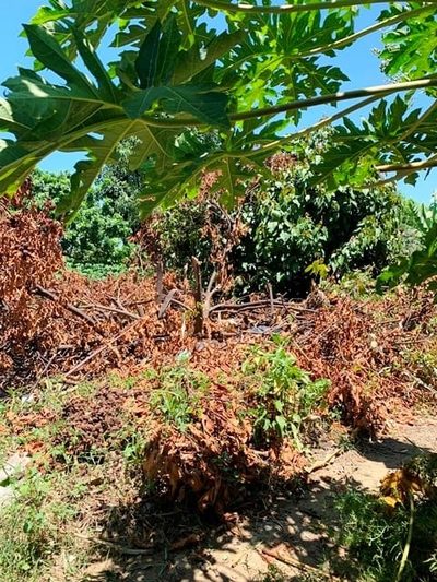 Terreno, 330 m² - Foto 4