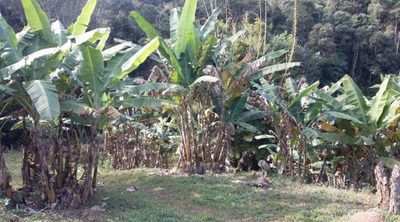 Fazenda, 145 hectares - Foto 1