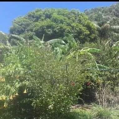 Chácara, 3000 m² - Foto 1