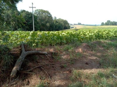 Sítio, 3 quartos, 13 hectares - Foto 4