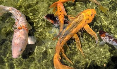 Sala-Conjunto - Foto 5