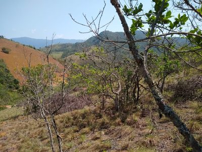 Terreno, 3 hectares - Foto 1