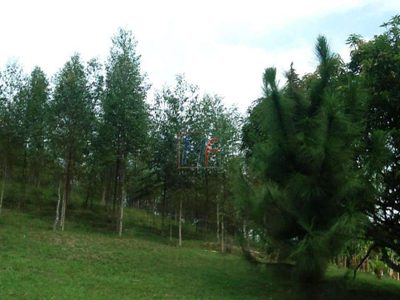 Sítio, 7 quartos, 1000 m² - Foto 3