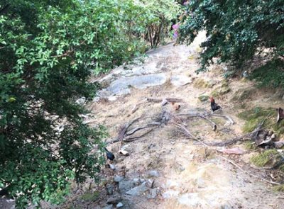 Terreno, 1 hectares - Foto 3