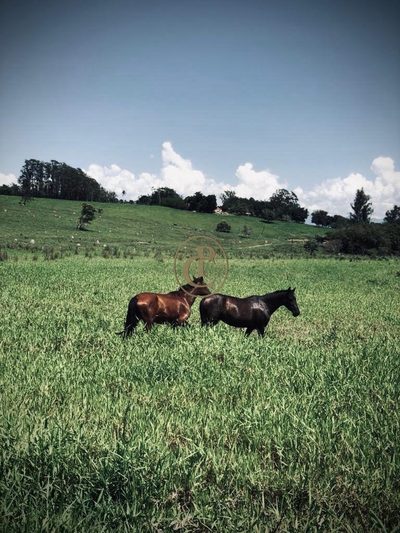 Fazenda, 6000 m² - Foto 5