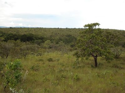 Chácara, 1 quarto, 2 hectares - Foto 2