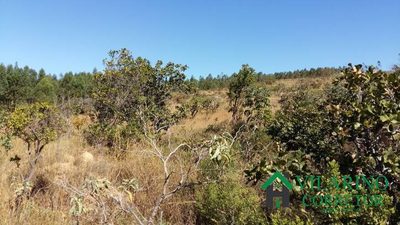 Terreno, 5 hectares - Foto 3