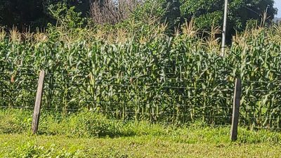 Fazenda - Foto 5