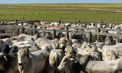 Fazenda, 15000 hectares - Foto 1