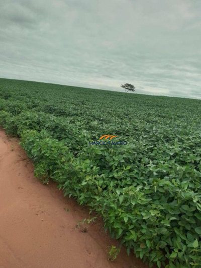 Fazenda, 1099 hectares - Foto 1