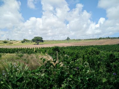 Terreno, 450 m² - Foto 2
