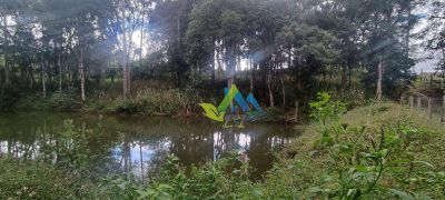 Chácara, 4 quartos, 6208 m² - Foto 3