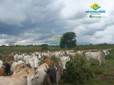 Fazenda, 3 quartos - Foto 4