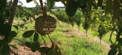 Fazenda, 64 m² - Foto 4