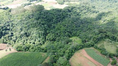 Terreno, 3 hectares - Foto 4