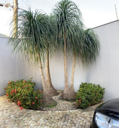 Casa, 3 quartos, 300 m² - Foto 3
