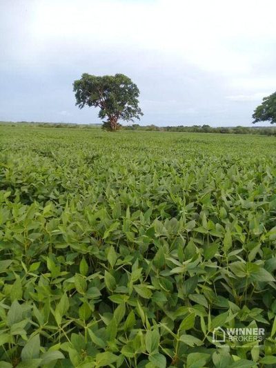 Fazenda, 104 hectares - Foto 2