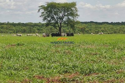 Fazenda, 3103 hectares - Foto 3