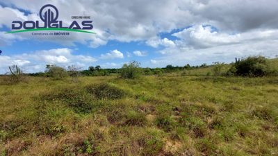 Terreno, 4 hectares - Foto 4