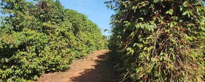 Fazenda, 126 hectares - Foto 4