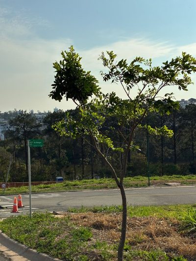 Terreno, 300 m² - Foto 3