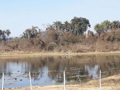 Fazenda, 90 hectares - Foto 5