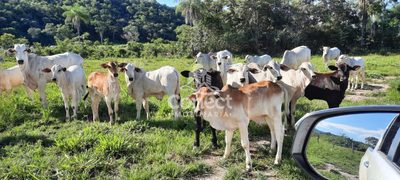 Fazenda, 1031 m² - Foto 1