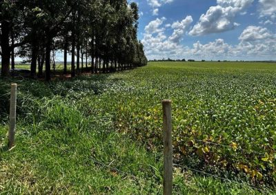Fazenda - Foto 4