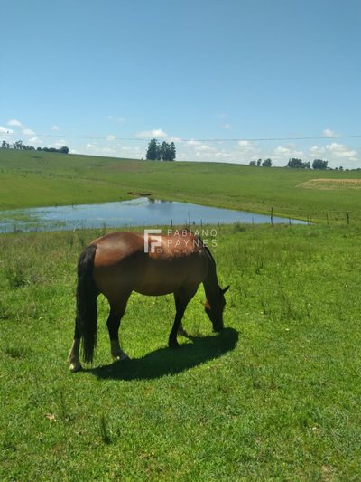 Chácara, 16 hectares - Foto 2