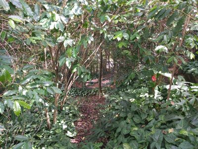 Terreno, 800 m² - Foto 5