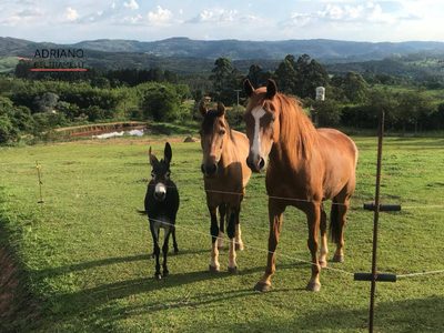 Sítio, 5 quartos, 5 hectares - Foto 1