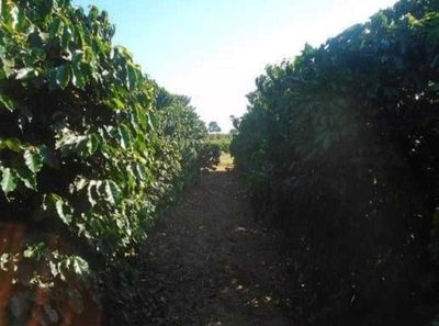 Fazenda, 146 hectares - Foto 5