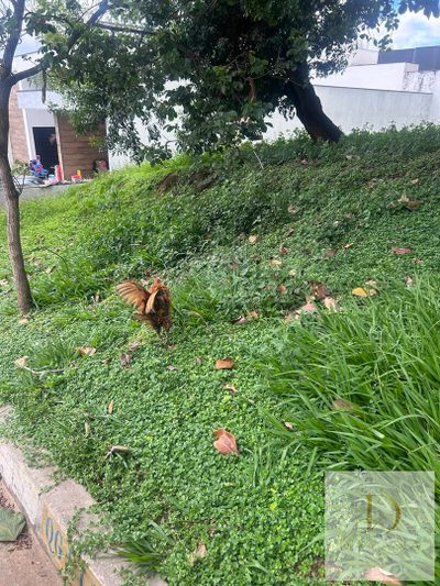 Terreno, 250 m² - Foto 3