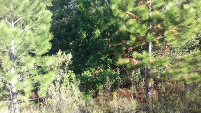 Sítio, 2999 m² - Foto 2